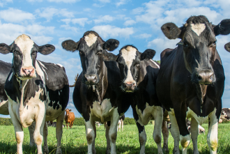 Black and white cows in a green field
